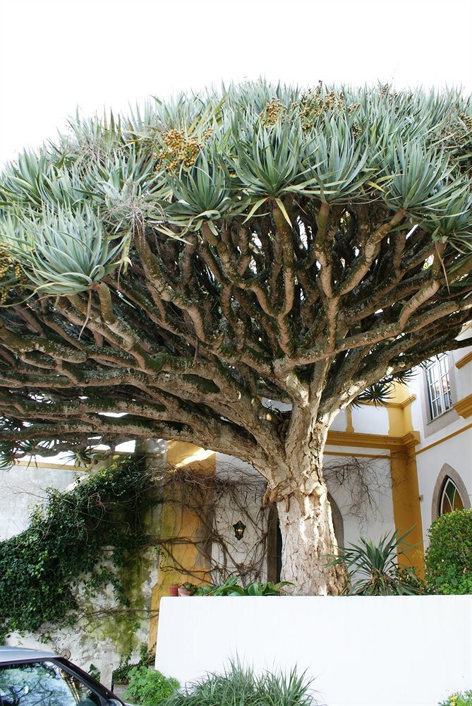 Casa Do Castelo - Turismo De Habitacao Bed and Breakfast Atouguia Da Baleia Buitenkant foto